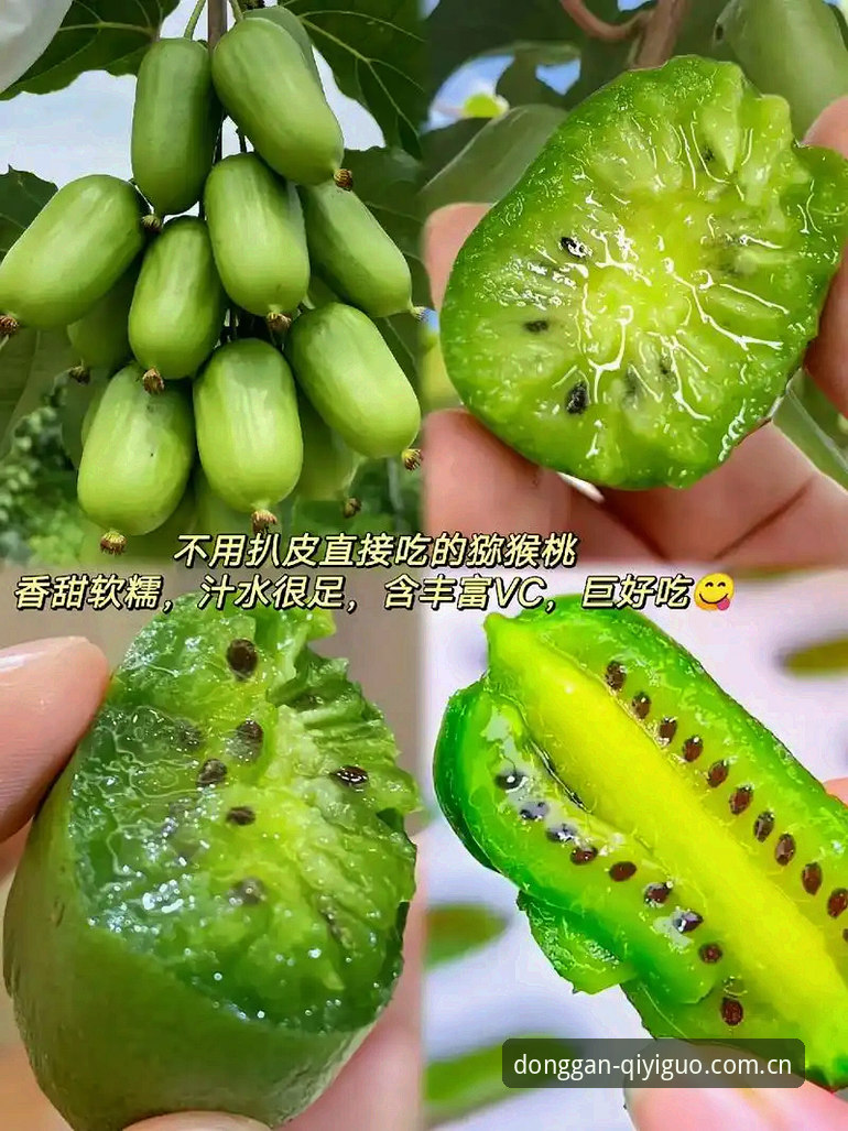 奇异果体育安装方案对比：官方下载 vs 第三方渠道，哪个更省心？